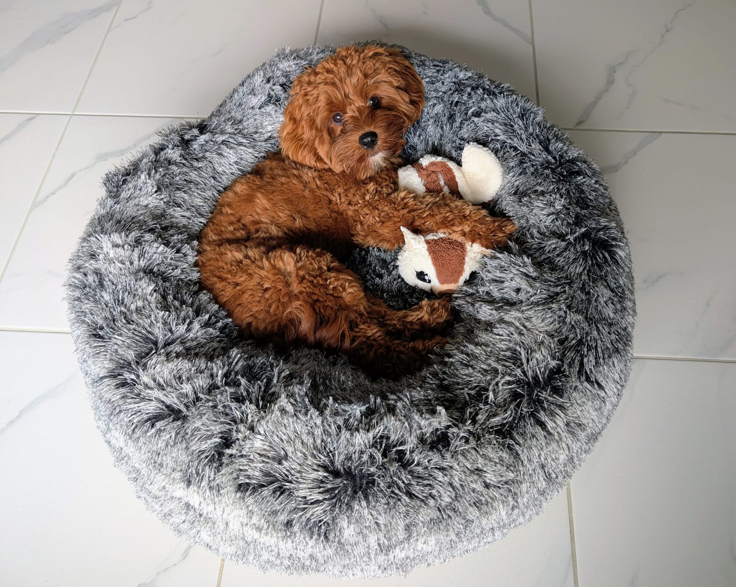 Customer photo review of Premium Calming Pet Bed with Removable Cover