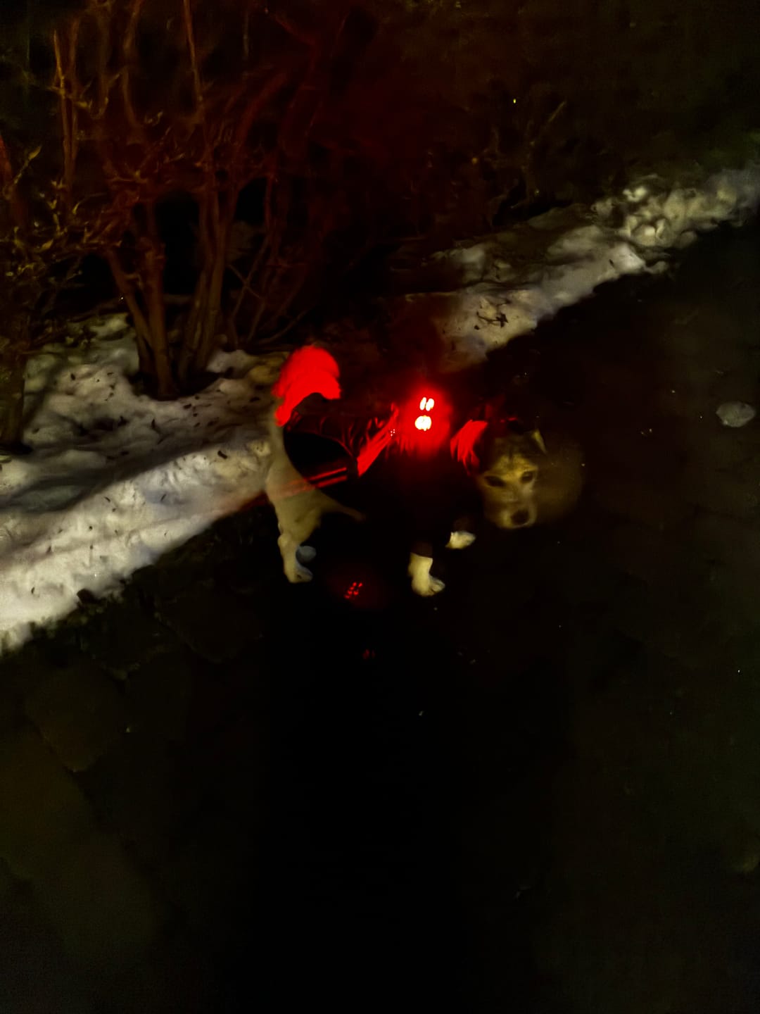 Customer photo review of Safety Light - 4-i-1 Lygte Til Hund