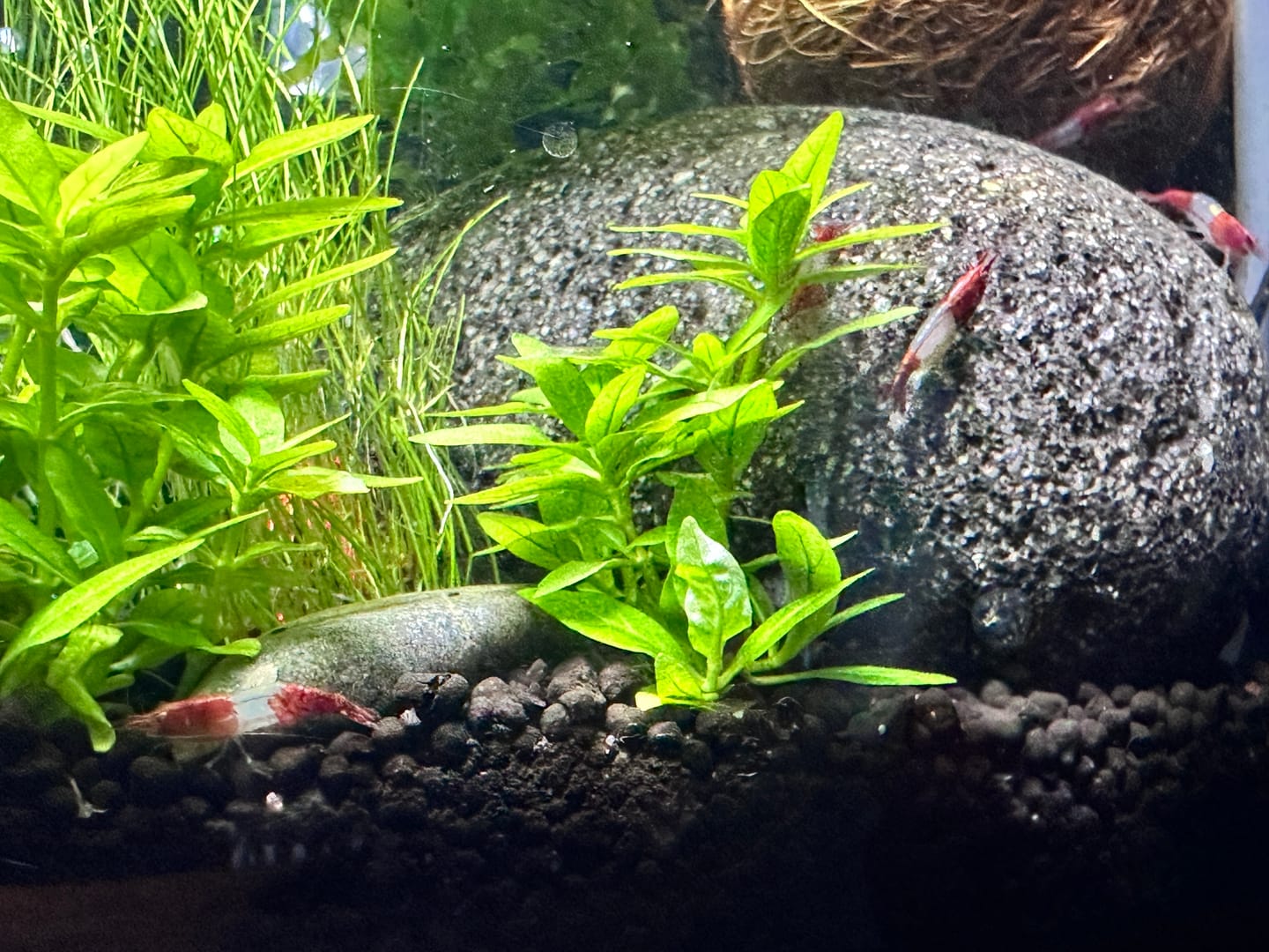 Customer photo review of Red Rili Shrimp