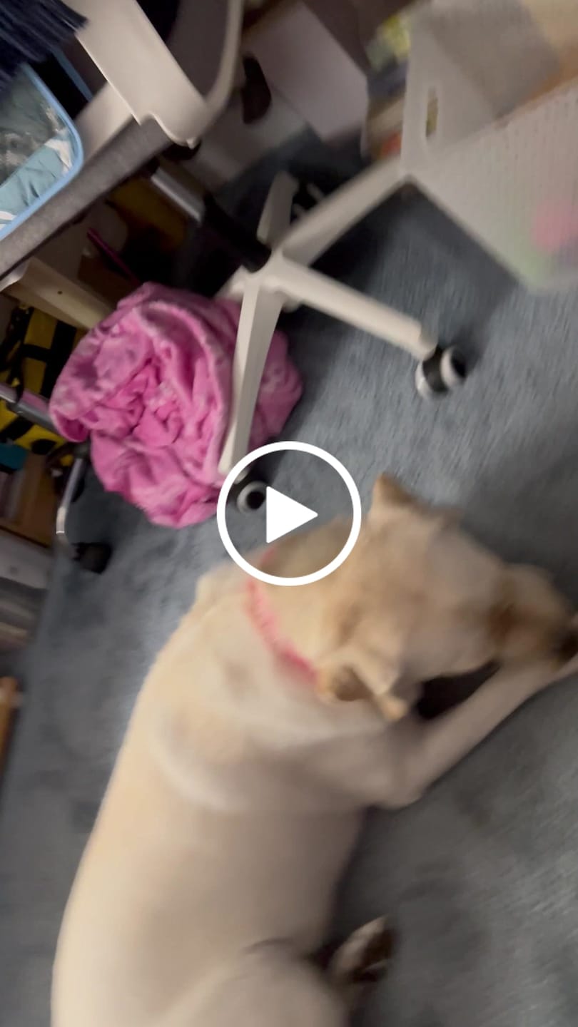 Customer video review of Power Chewer Trial Pack – Built for the Toughest Chewers!
