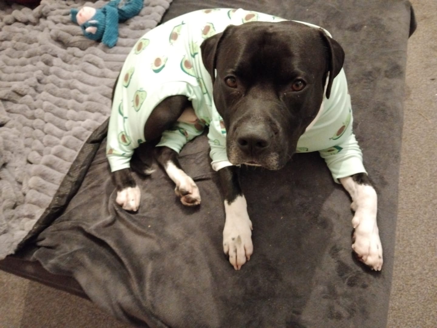 Customer photo review of Dog Pajama - Avocado