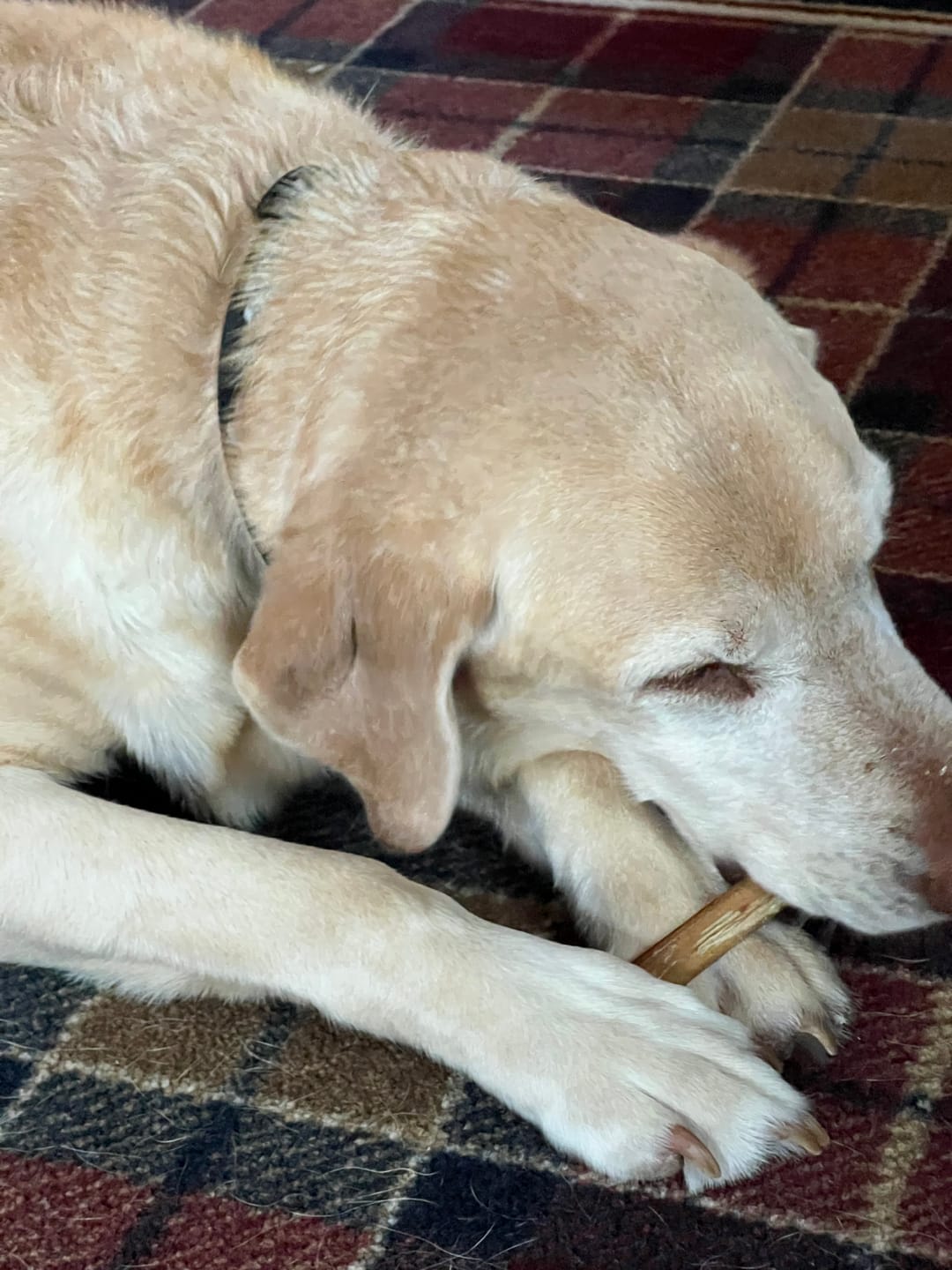 Customer photo review of 12-Inch Beef Collagen Sticks
