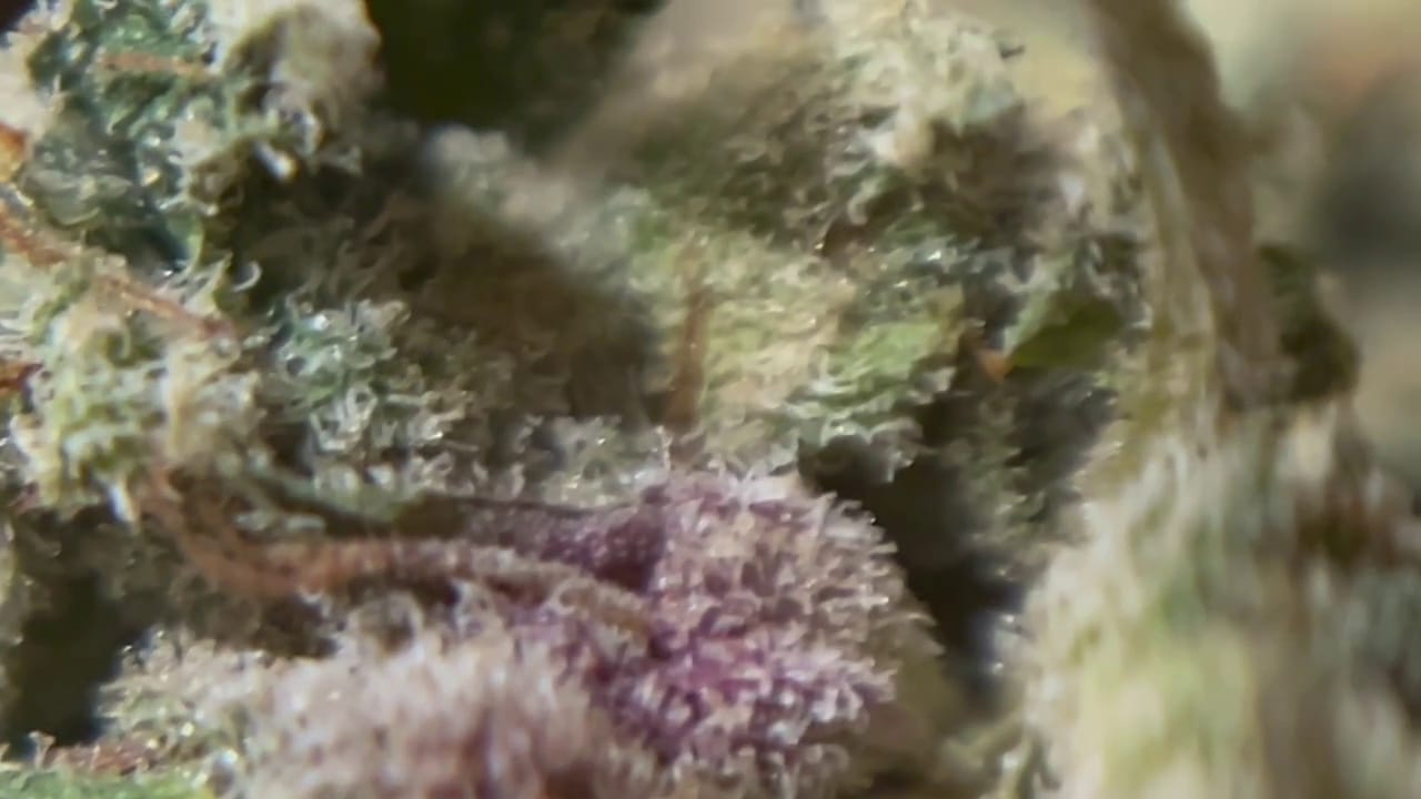 Customer photo review of Pineapple Express