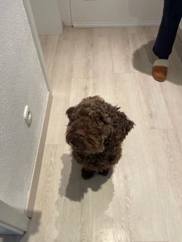 Ein brauner, lockiger Hund eines Kunden sitzt nach der Einnahme von Lucky Belly ruhig auf dem Boden und schaut nach oben.