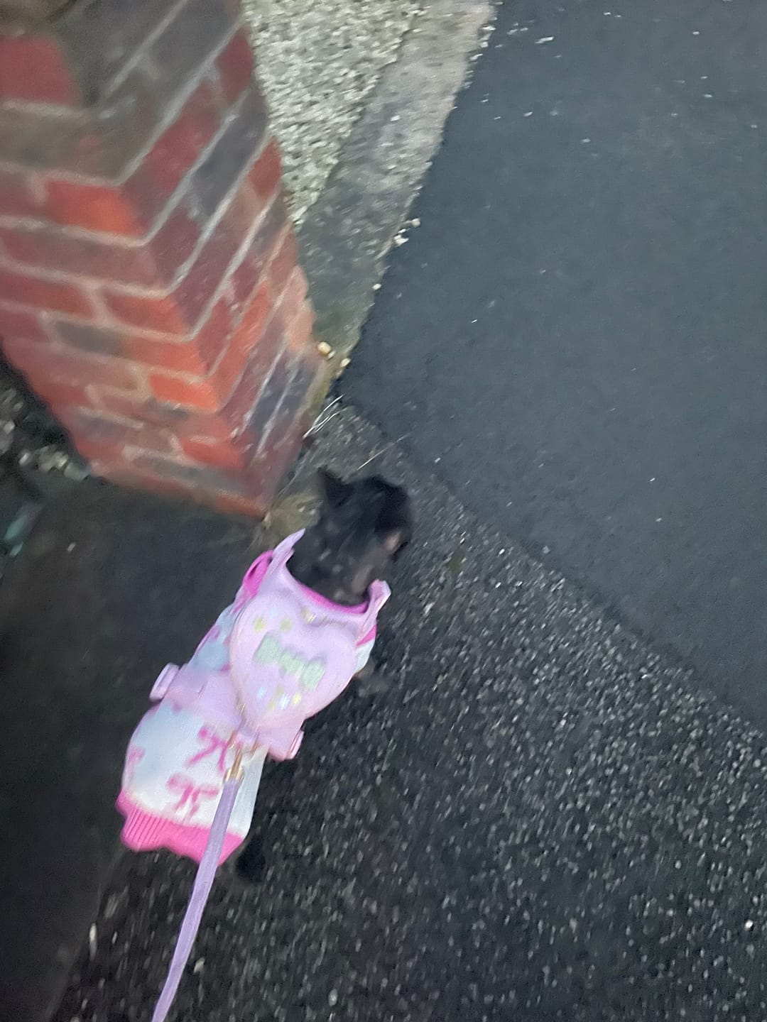 Customer photo review of P.Louise Dog Lead