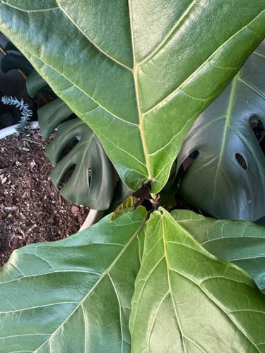Close-up of a customer's healthy houseplant showing new leaf growth after using the Plant Food.
