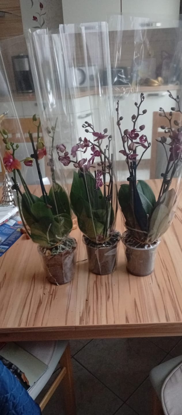 Customer photo review of Große Two of Us Farbmix im 3er Set mit 4 Rispen