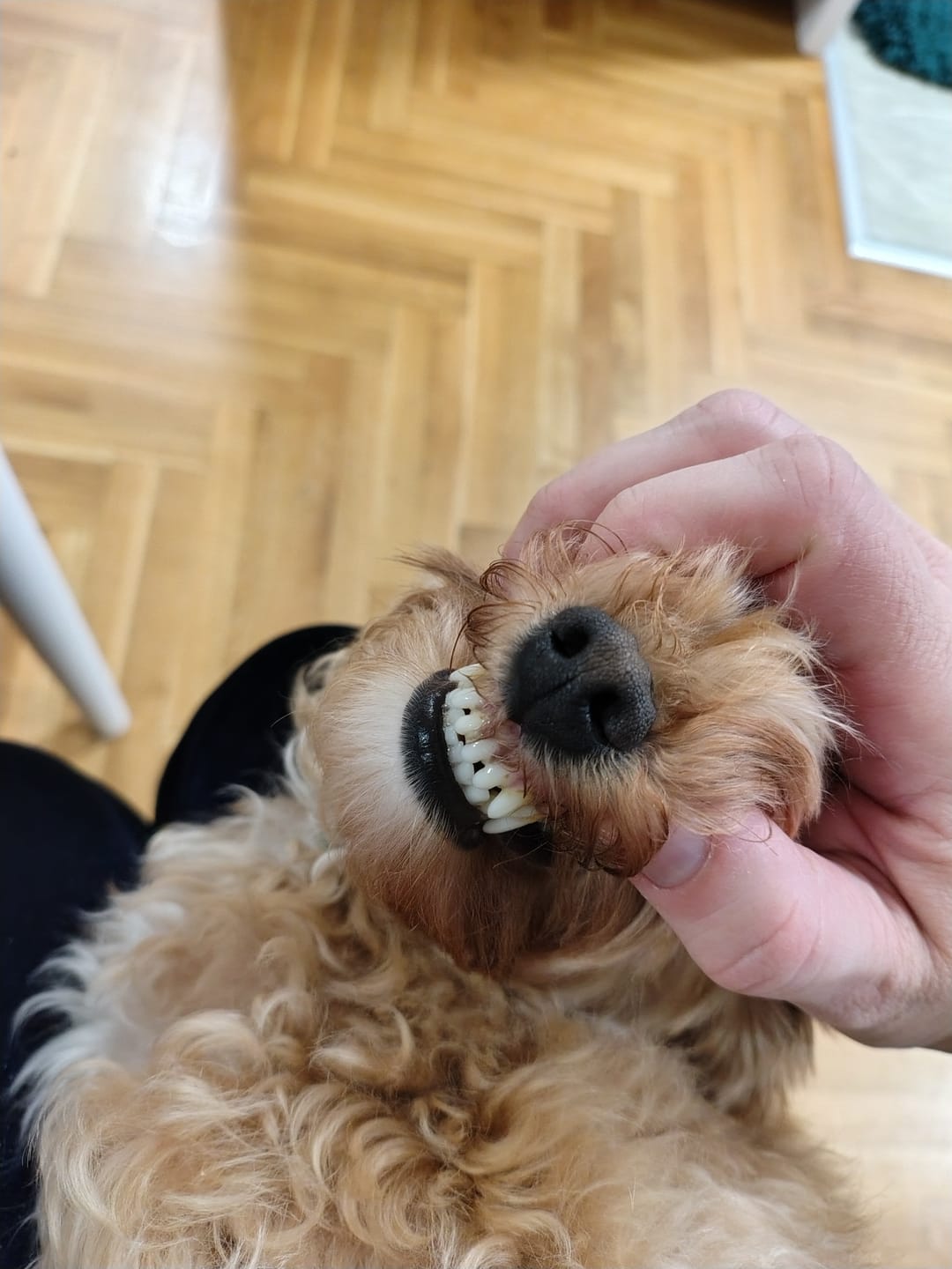 Customer photo review of Sprej za Čišćenje Zuba kod Ljubimaca