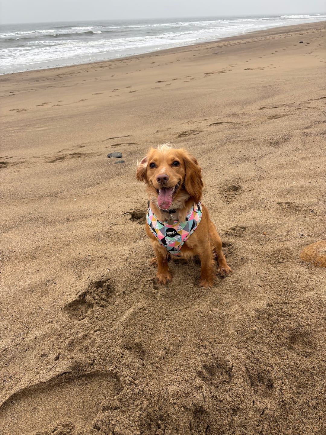 Customer photo review of Lightweight Dog Collar - Mykonos