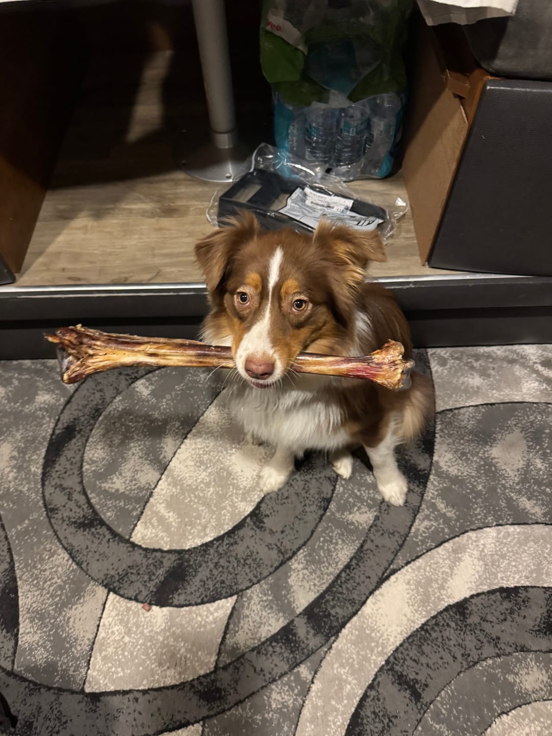 Customer photo review of Ostrich Long Bone (19" x 3.5"): The Ultimate Challenge for Medium, Large & Extra-Large Dogs