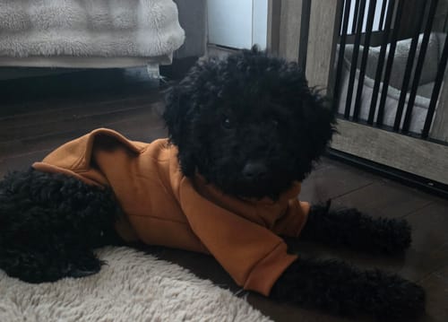 Customer photo review of Mystery Box - Dog