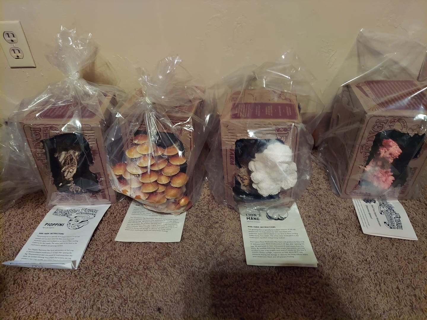 Customer photo review of Mushroom Mini-Farm Grow Kits Variety - 4 Pack