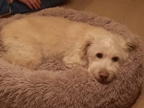 Customer photo review of Puppery Hundebett Wolke 7 - Das Original