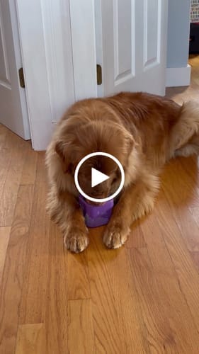 Customer photo review of Freezbox - Super Tough Treat Toy
