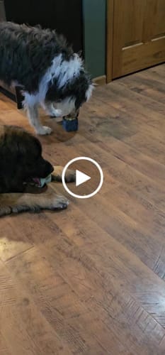 Customer photo review of Freezbox - Super Tough Treat Toy