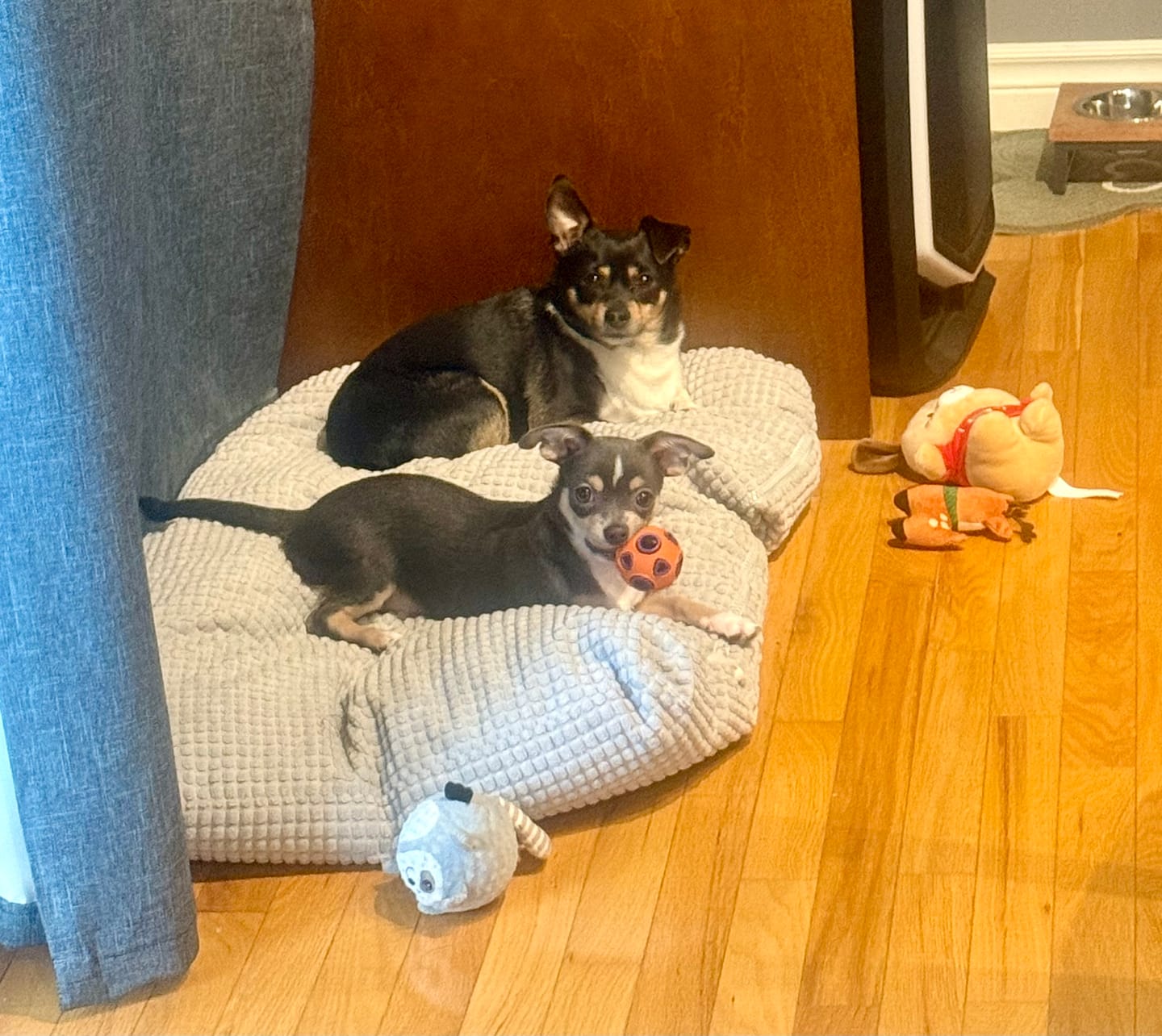 Customer photo review of 6 Inch Standard Braided Bully Stick