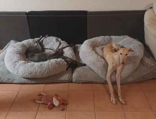 Customer photo review of Puppery Hundebett Wolke 7 - Das Original