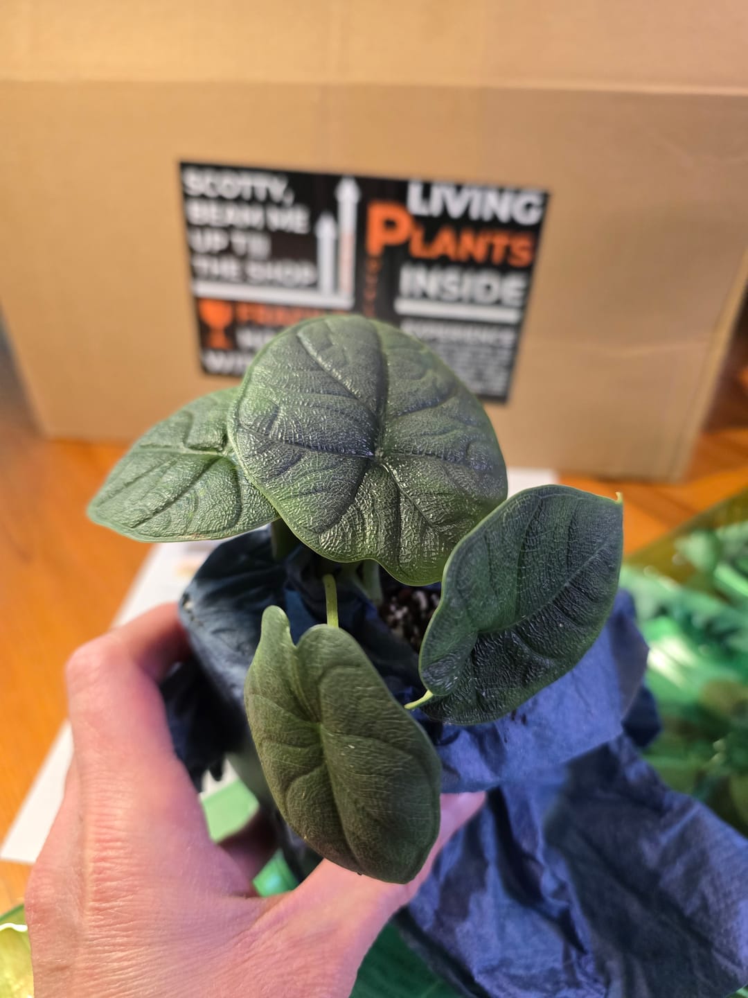 Customer photo review of ALOCASIA MELO