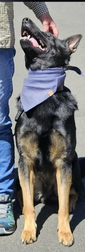 Customer photo review of Linen Tie Up Dog Bandana ~ Charcoal Blue