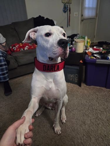 Customer photo review of Personalized Bully Proof Collar