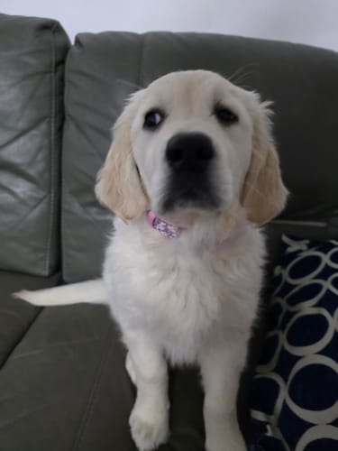 Customer photo review of Disney© Collar - Piglet - Pink