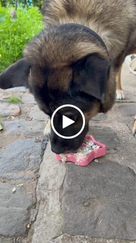 Customer photo review of Freezbox - Super Tough Treat Toy