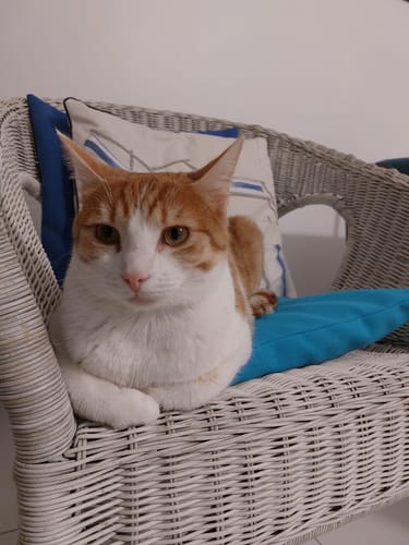 Client : son chat roux et blanc est assis, visiblement satisfait de ses croquettes.