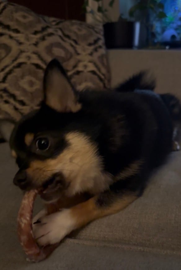 Customer photo review of Small Bully Stick Ring