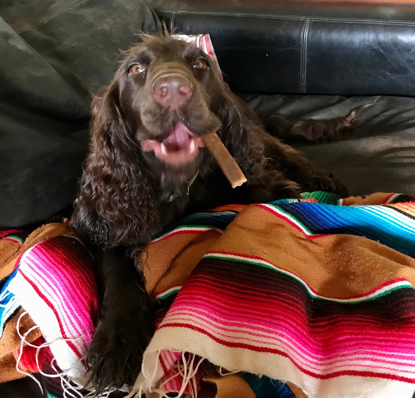 Customer photo review of Beef Jerky Treats for Dogs