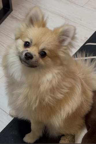 Customer photo review of FunFunPet 高機能ハーネス（お名前タグ作成サービス付き）