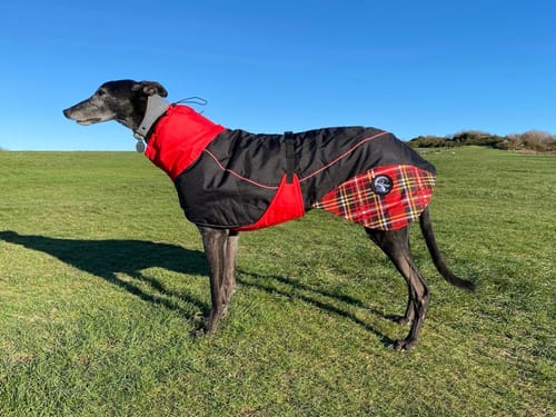 Customer photo review of Felton - Sighthound Coat with Underbelly and Harness Hole