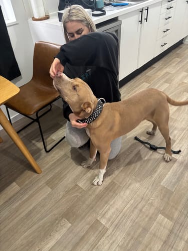 Customer photo review of Hand Made Leather Dog Collar- RuffNeck Black & Chrome (Regular Fit)