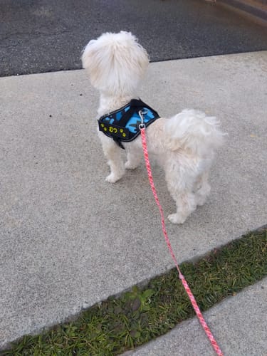 Customer photo review of FunFunPet 高機能ハーネス（お名前タグ作成サービス付き）