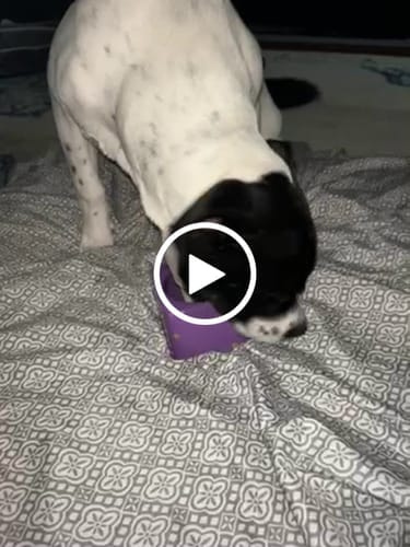 Customer photo review of Freezbox - Super Tough Treat Toy
