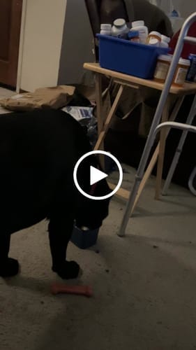 Customer photo review of Freezbox - Super Tough Treat Toy