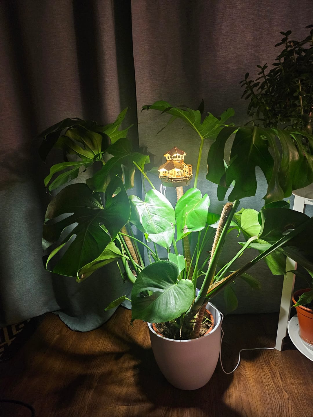 Customer photo review of Island Cabana + Grow Light