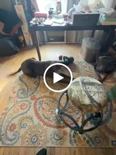 Customer video review of REALTREE® - APX CAMO (ELEVATED STEEL MAX)