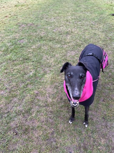 Customer photo review of Felton - Sighthound Coat with Underbelly and Harness Hole