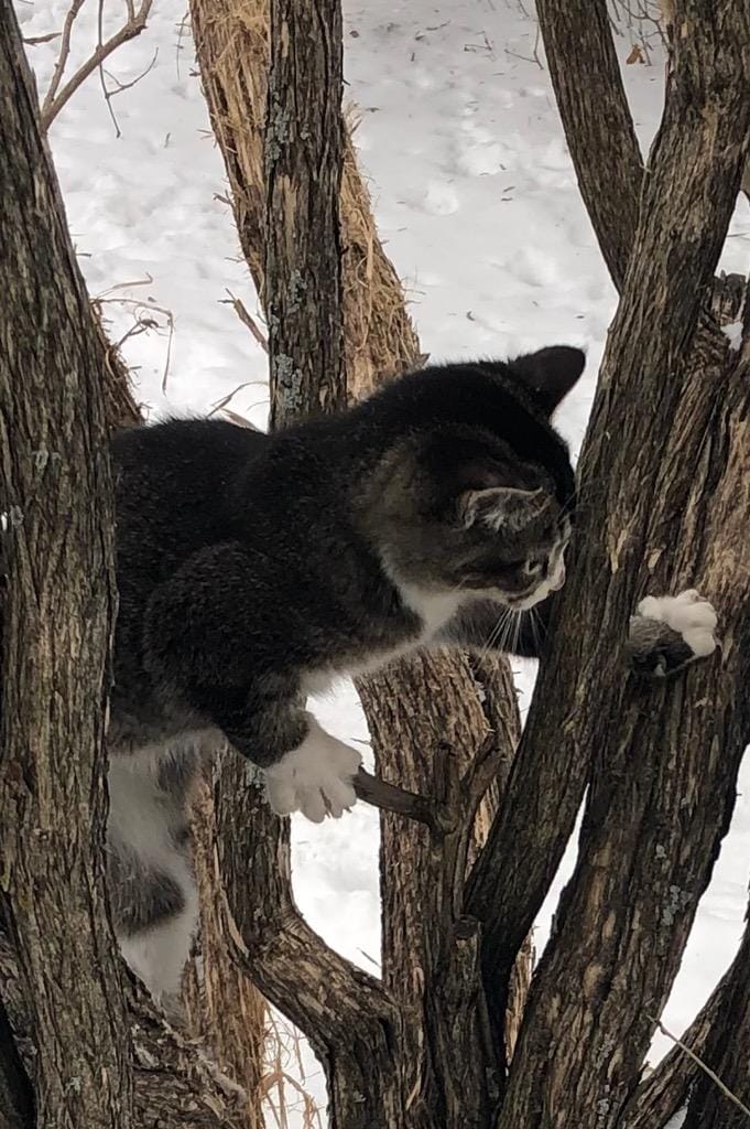 Customer photo review of Cat Calming & Aggression Aid