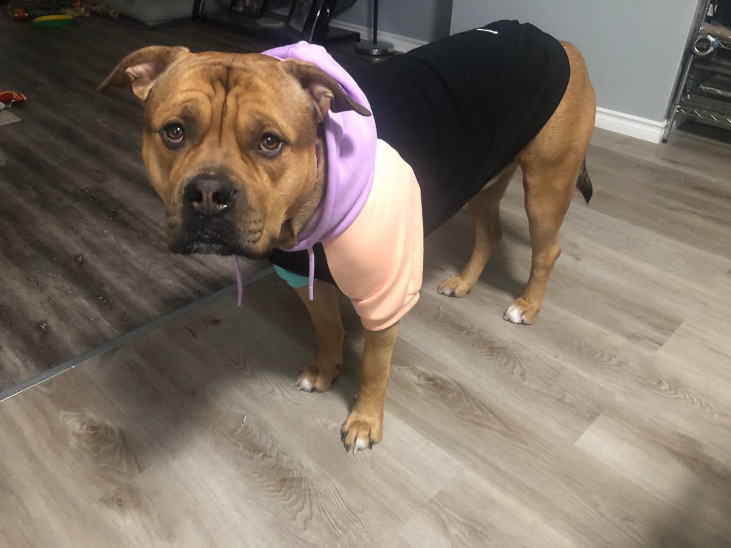 Customer photo review of "WOOF" Dog Hoodie - Black & Reflective
