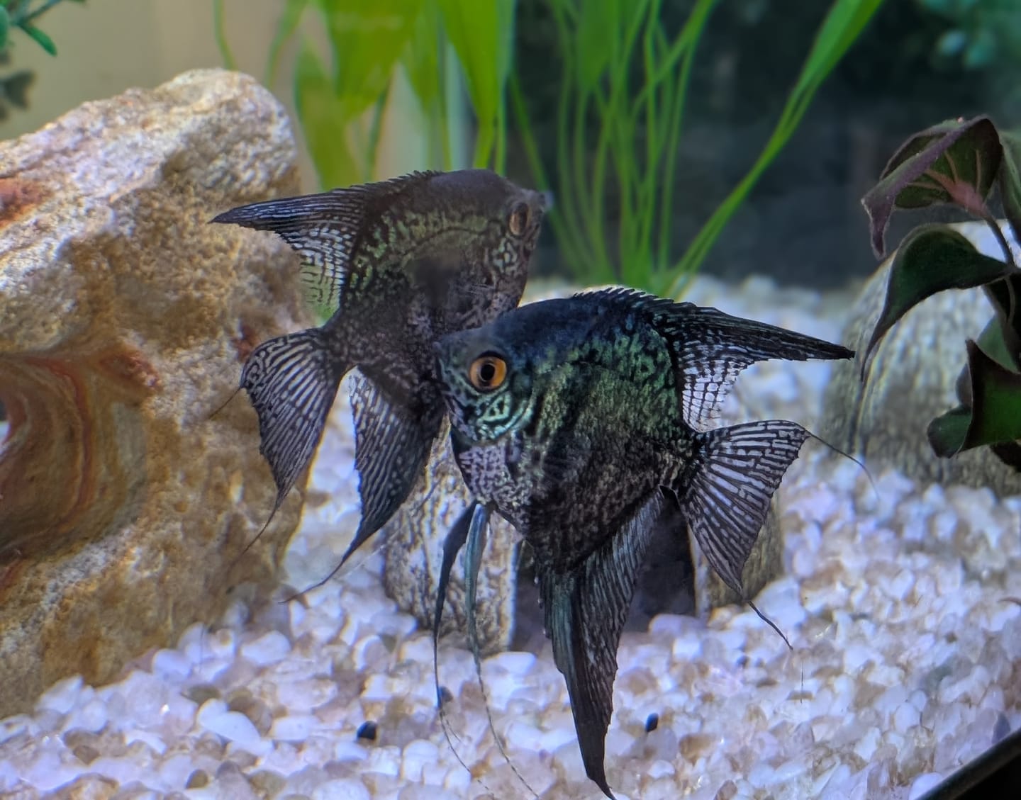 Customer photo review of Leopard Angelfish
