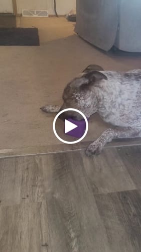 Customer video review of Ultimate Tough Chewer Dog Toy Set – 3 Durable Enrichment Bones