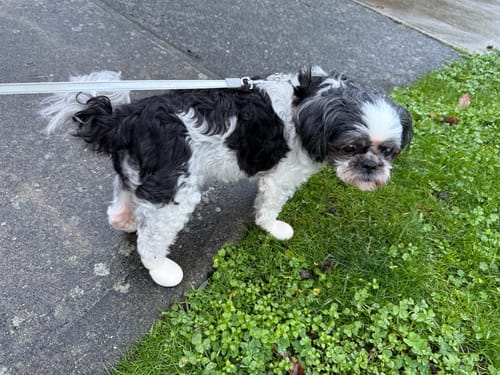 Customer photo review of WagWellies® by wagwear