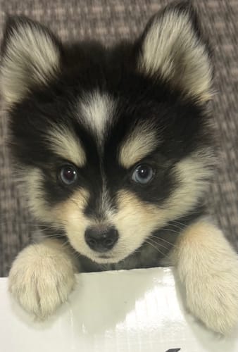 Customer's tiny Pomsky puppy who enjoys their Long-Lasting Yak Chews.