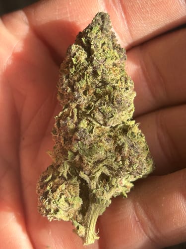Customer photo review of Dank Push Pop THCA Flower