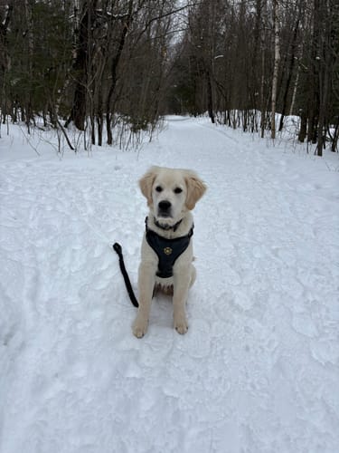 Customer photo review of Mystery Box - Dog