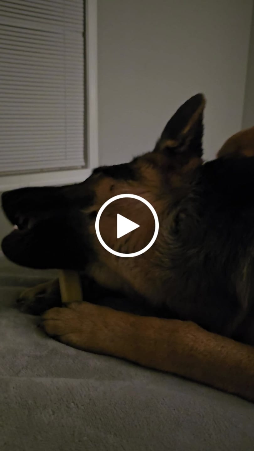 Customer video review of Regular/Unflavored Himalayan Yak Chews | 6-Sizes (for Small to Big Dogs)