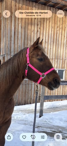 Customer photo review of iCavalos - Horse halter - Preorder