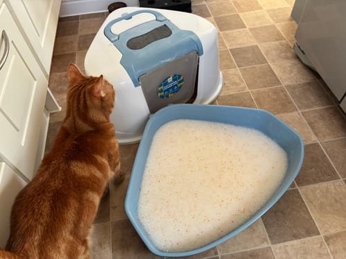 Customer photo review of 3 Month Supply - 1 Cat