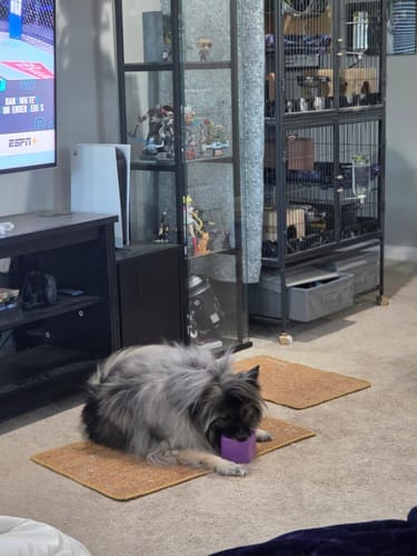 Customer photo review of Freezbox - Super Tough Treat Toy